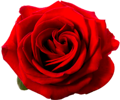 rose-image